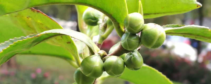 茶花春天可以剪枝吗（茶花春天可以剪枝吗怎么剪）