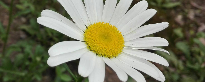 雏菊在什么季节开放（雏菊在什么季节开花）