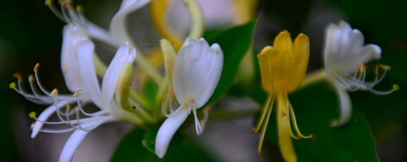 金银花枝条干枯怎么办（金银花枝条干枯怎么办啊）