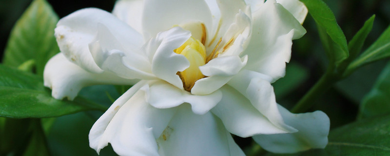 栀子花叶子蔫了有救吗 栀子花叶子蔫了还能活吗