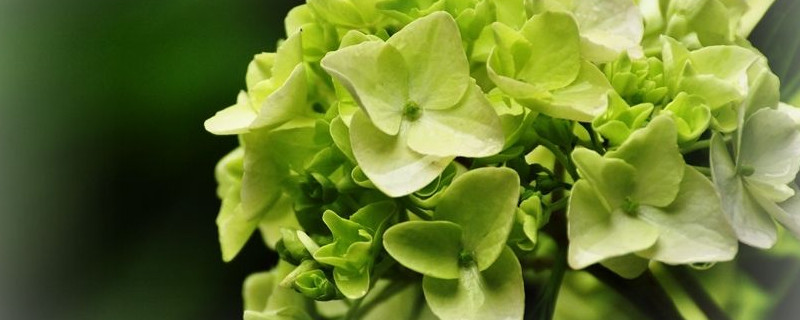 绣球花冬天要修剪吗（绣球花冬天要修剪吗）