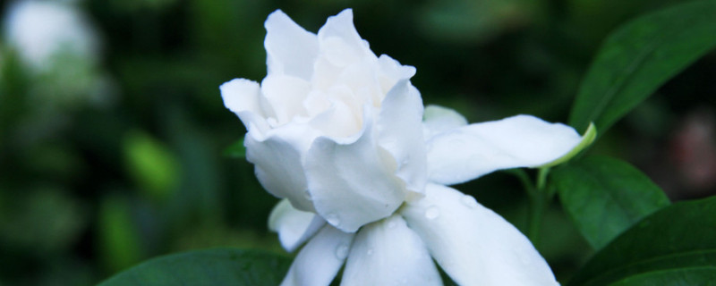栀子花和茉莉的区别（栀子花和茉莉的区别能度过寒冬吗）