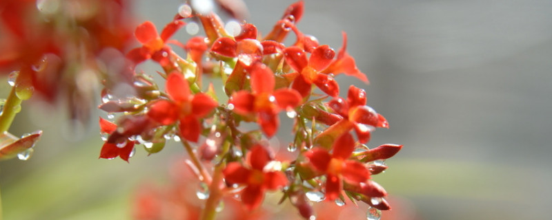 长寿花怎样打顶摘心 长寿花打顶摘心6.7月份可以吗?
