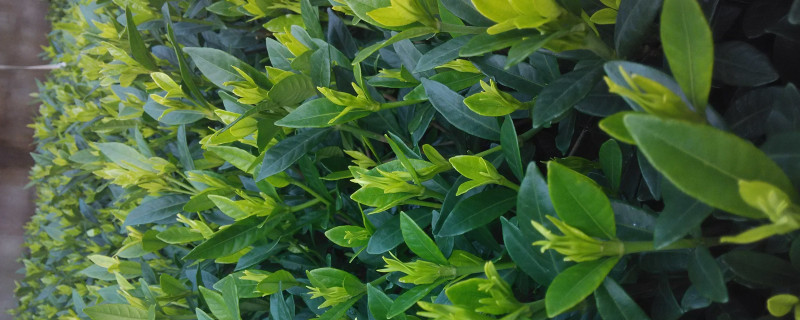 栀子花冬季怎么修剪（栀子花冬季怎么修剪好看）