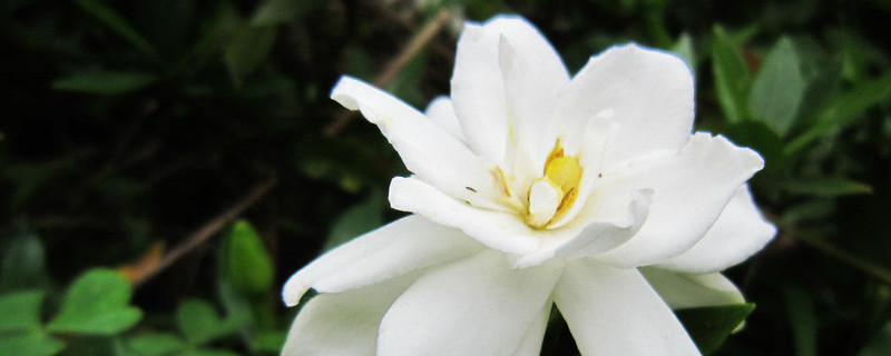 栀子花长花苞后怎样养护（栀子花长花苞后怎样养护好）