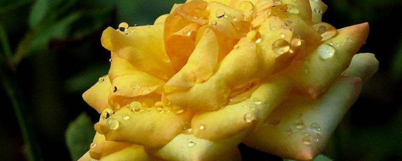 怎样判断月季花盲枝（怎样判断月季花盲枝好坏）