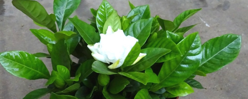 栀子花有香味吗 栀子花有香味吗