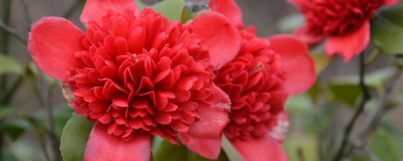 茶花怕冻吗 茶花怕冻吗冬天