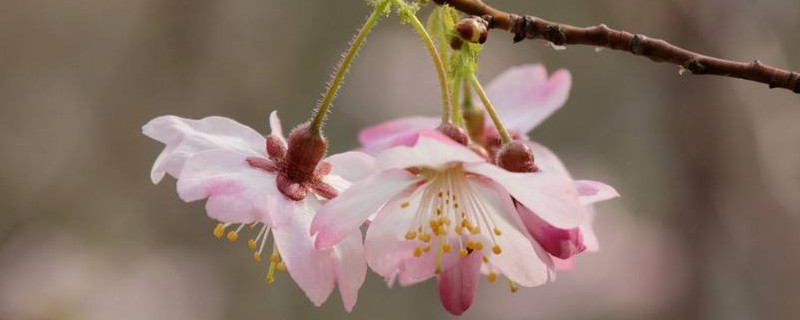 樱花冬天是什么样子（樱花是冬天开的花吗）