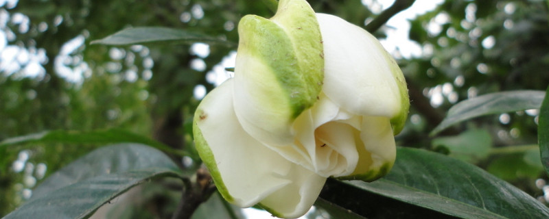 栀子花怎么选盆 栀子花怎么选盆好看