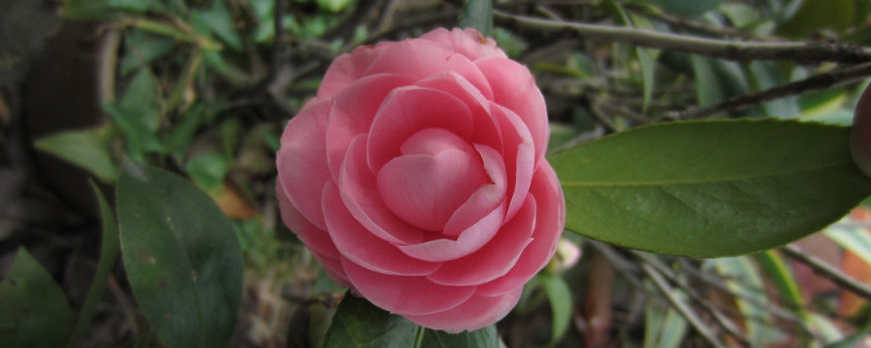茶花怎么养 茶花怎么养新手必看