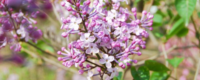 盆栽丁香花怎么过冬（盆栽丁香花怎么过冬的）