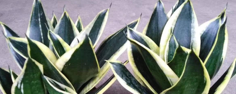 怎么水培虎皮兰叶片 水培虎皮兰叶片生根