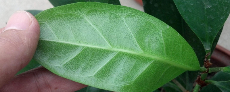 盆栽橡皮树开花吗（盆栽橡皮树开花吗怎么养）