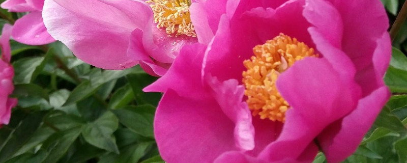 芍药花夏季移植能活吗 夏季芍药花怎么移植