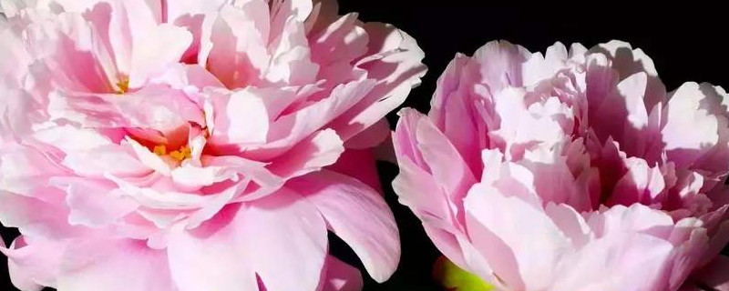 牡丹盆栽花什么时间入室（牡丹盆栽花什么时间入室好）