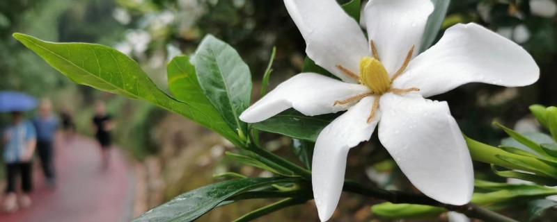 栀子花在北方怎么养 栀子花北方怎么养才能更旺盛开花