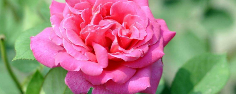 月季有花冠吗 月季有花冠吗图片