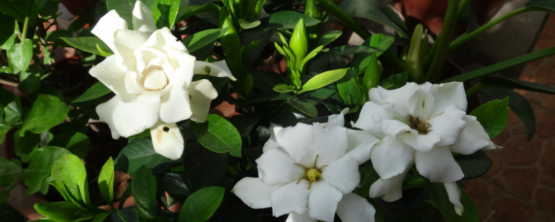 栀子花夏天能晒太阳吗（栀子花夏天能晒太阳吗怎么晒）