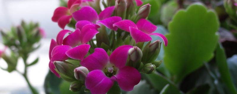 长寿花花期怎么管理（长寿花花期怎么管理最好）