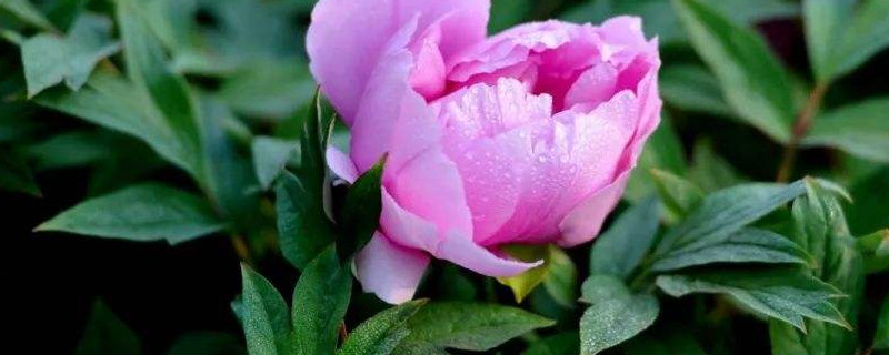 芍药能在花盆里养吗（芍药能在花盆里养吗怎么养）