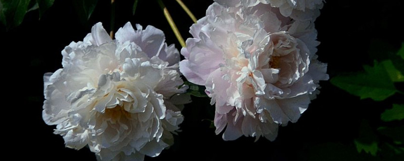 芍药枯萎了怎么回事（芍药枯萎了怎么办）
