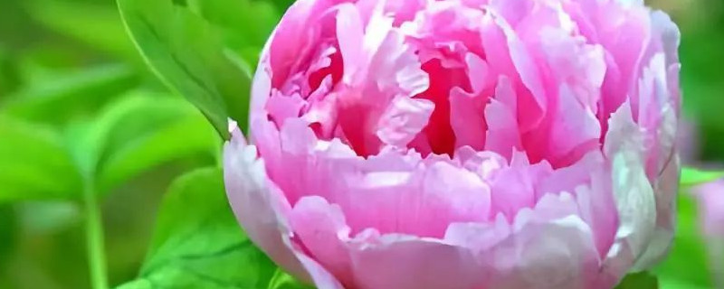 牡丹花正红是几月几日 牡丹花正红是几月几日开花