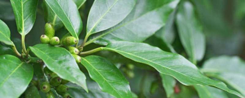 桂树和桂花树有区别吗（桂树和桂花树有区别吗图片大全）