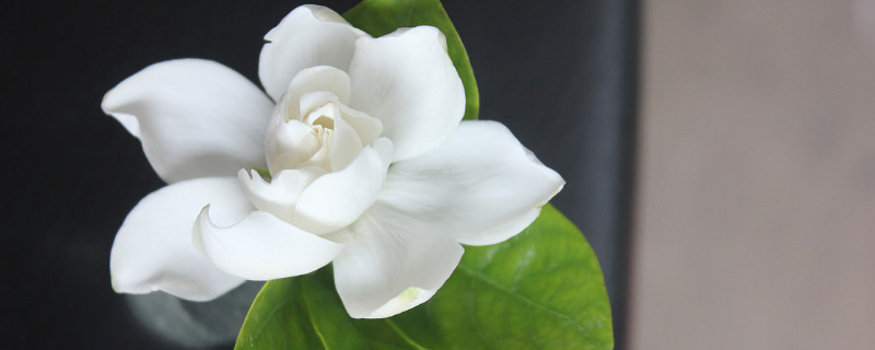 栀子花需要水吗 栀子花需要用水泡吗