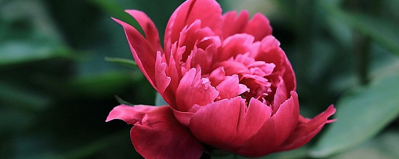 芍药花怎么种植冬季 芍药花怎么种植冬季