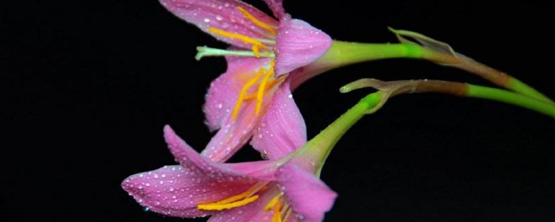 盆栽百合花好养吗 盆栽百合花好养吗怎么养