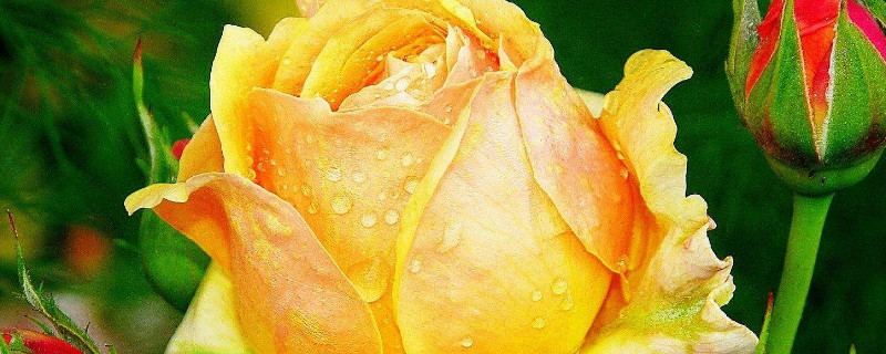 玫瑰花病虫害及防治 玫瑰花病虫害及防治方法