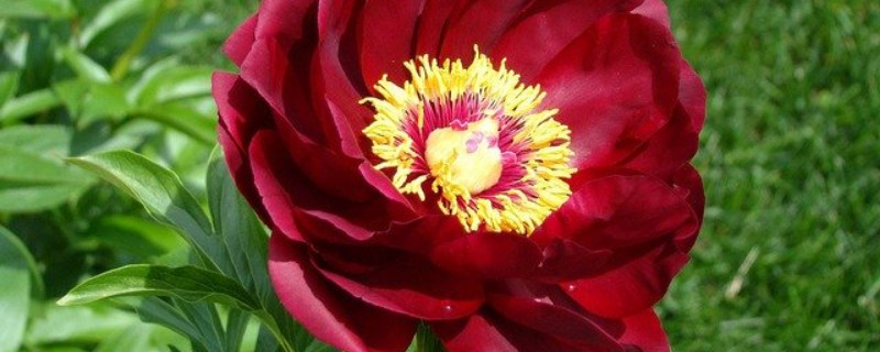 牡丹花花蕾为什么脱落（牡丹花蕾不开就掉啦什么原因）