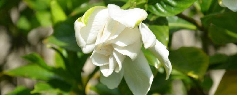 栀子花能长到多大多高（栀子花用大盆养还是小盆）