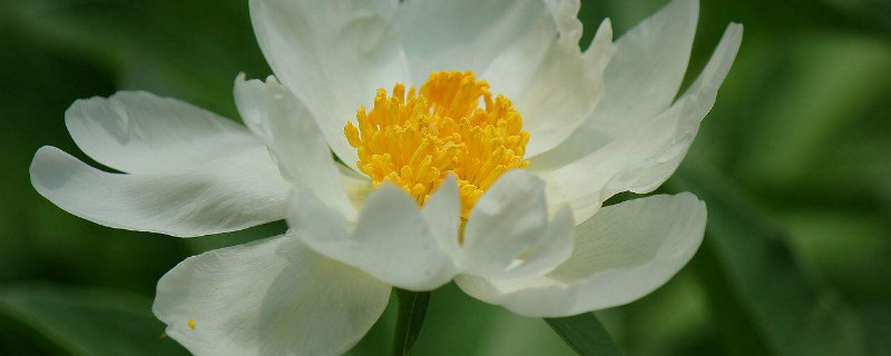 芍药水培可以养多久（芍药花水培的养殖方法和注意事项）