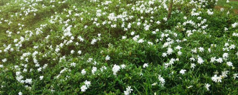 栀子花会落叶吗 栀子花会落叶吗怎么养
