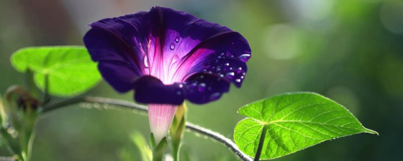 牵牛花的花朵像什么（牵牛花的花朵像什么补充句子）