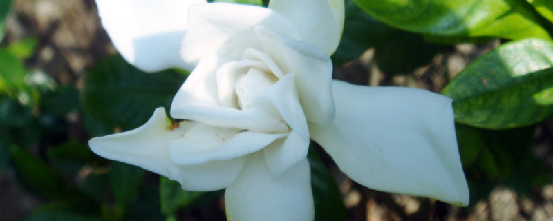 栀子花是乔木还是灌木 栀子花是什么灌木
