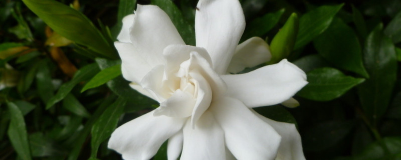 栀子花冬天怎么浇水（栀子花冬天浇水的正确方法）