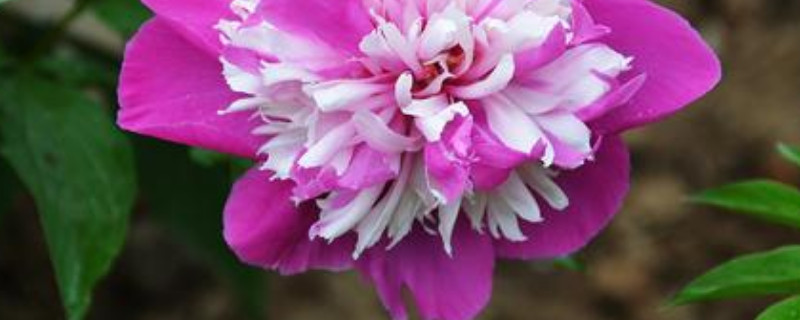 芍药冬天叶子会枯吗 芍药冬天会落叶吗