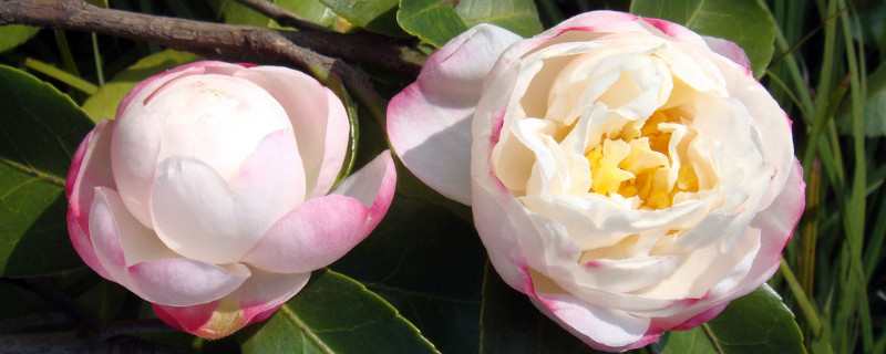 茶花秋天落叶怎么回事（茶花秋天落叶怎么回事儿）