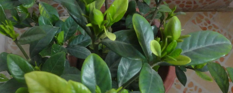 栀子花秋季怎么修剪（栀子花秋季怎么修剪好看）