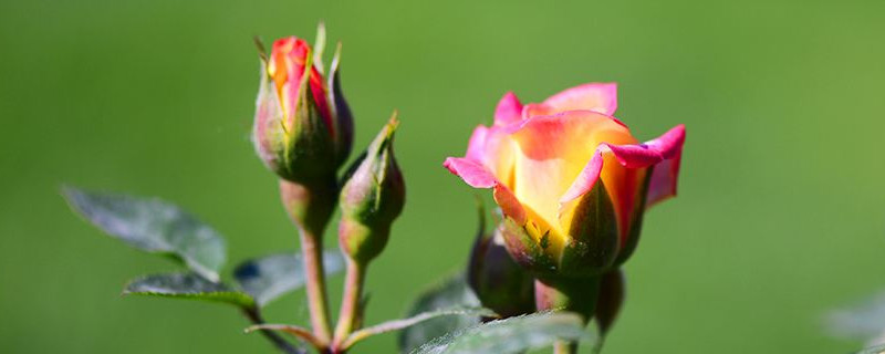 月季花苞垂头挽救方法（移栽月季花苞垂头挽救方法）