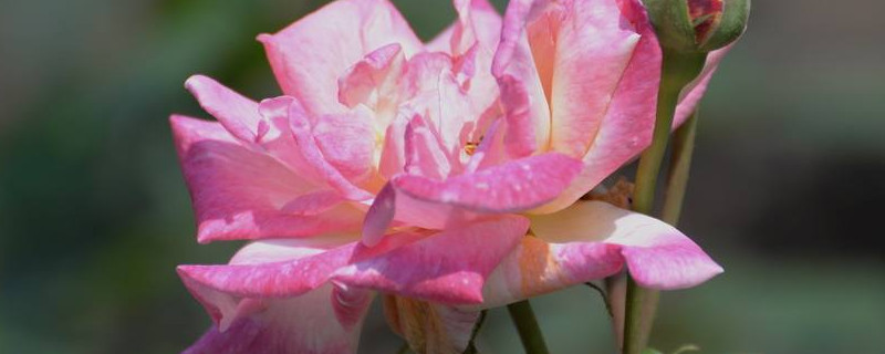 月季花冬天怎么剪枝（月季花冬天怎么剪枝图解）