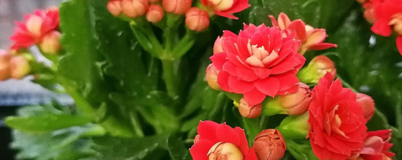 长寿花花期施什么肥 长寿花花期施什么肥料