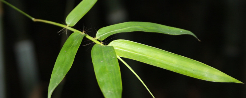 竹子怕冻吗（竹子怕不怕冷）