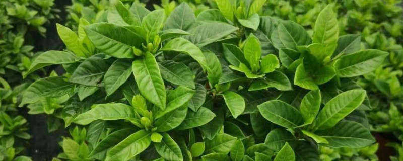 栀子花怎么缓苗（新买的栀子花怎么缓苗）