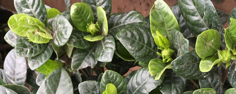 栀子花根断了还能活吗（栀子花根断了还能活吗视频）
