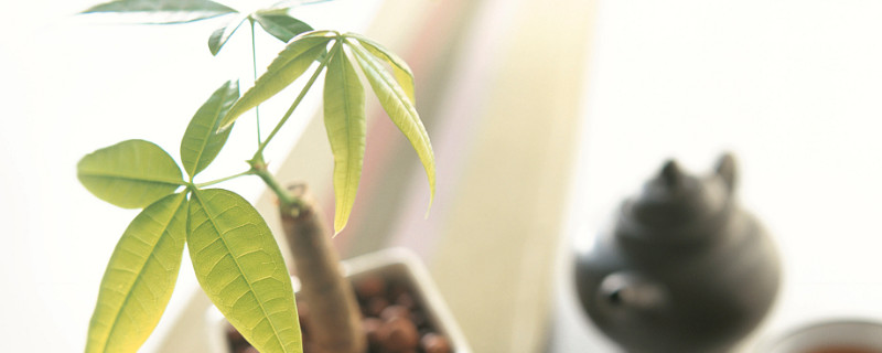 发财树新发的嫩芽下垂（发财树新发的嫩芽下垂怎么回事）