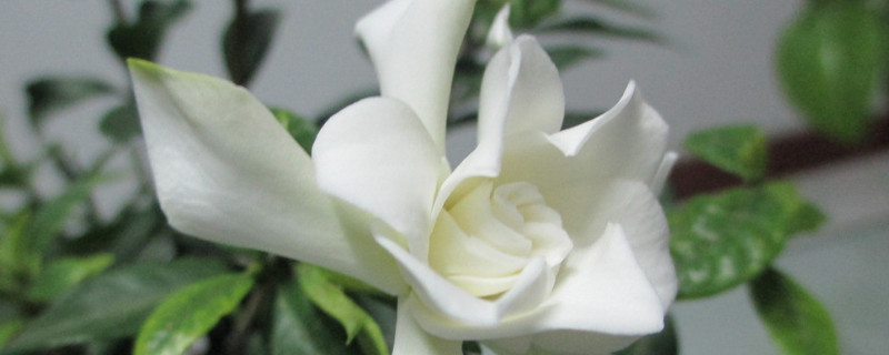 栀子花有毒吗能在家里养吗（栀子花有毒吗?对人有害吗?）